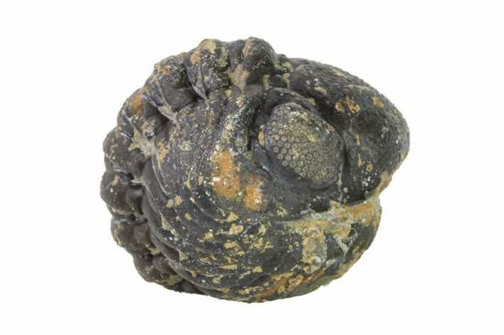 Bargain, Wide, Enrolled Austerops Trilobite - Morocco #156983